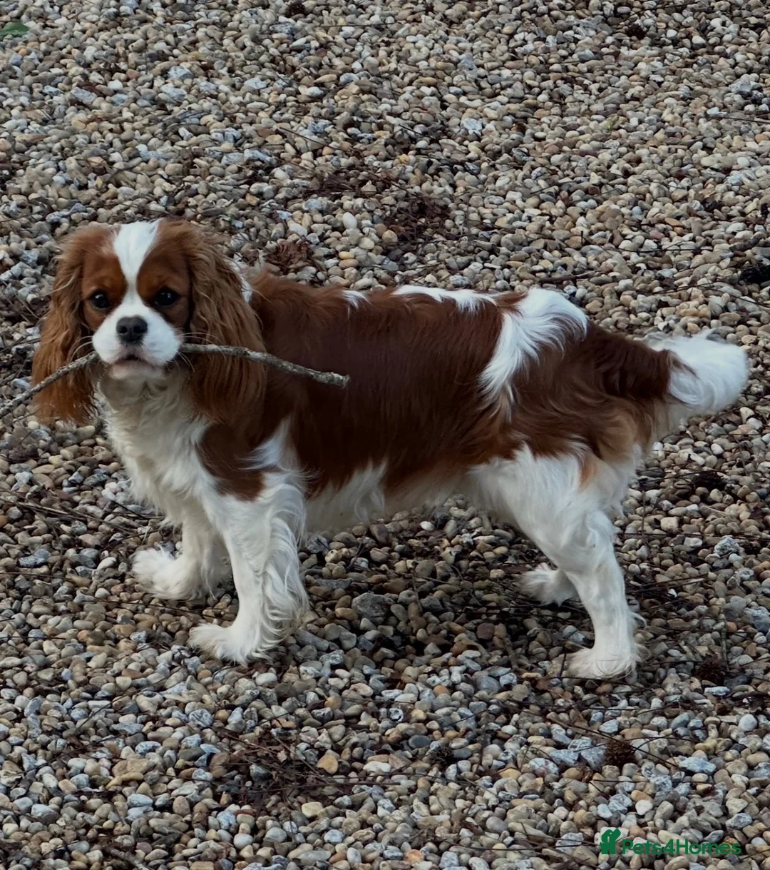 Cavalier King Charles Spaniel dogs for sale: Cavalier King Charles puppies  in West Byfleet - Advert 1