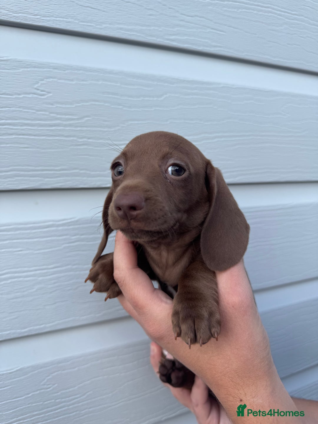 Miniature Dachshund dogs for sale: Miniature Dachsund Puppies (licensed breeder) - Image 24