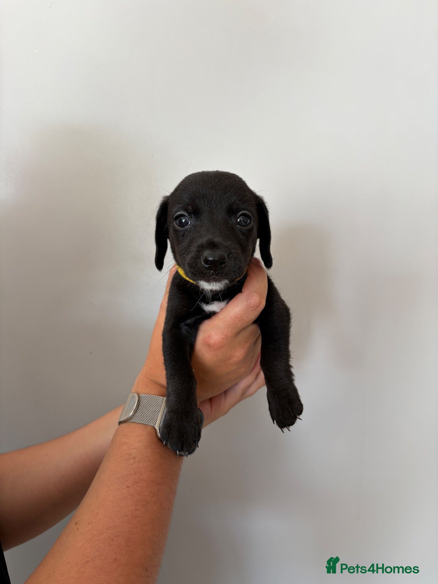 Mixed Breed dogs Miniature dachshund - Advert 5