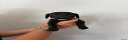 Mixed Breed dogs for sale: Miniature dachshund in Billingham - Advert 1