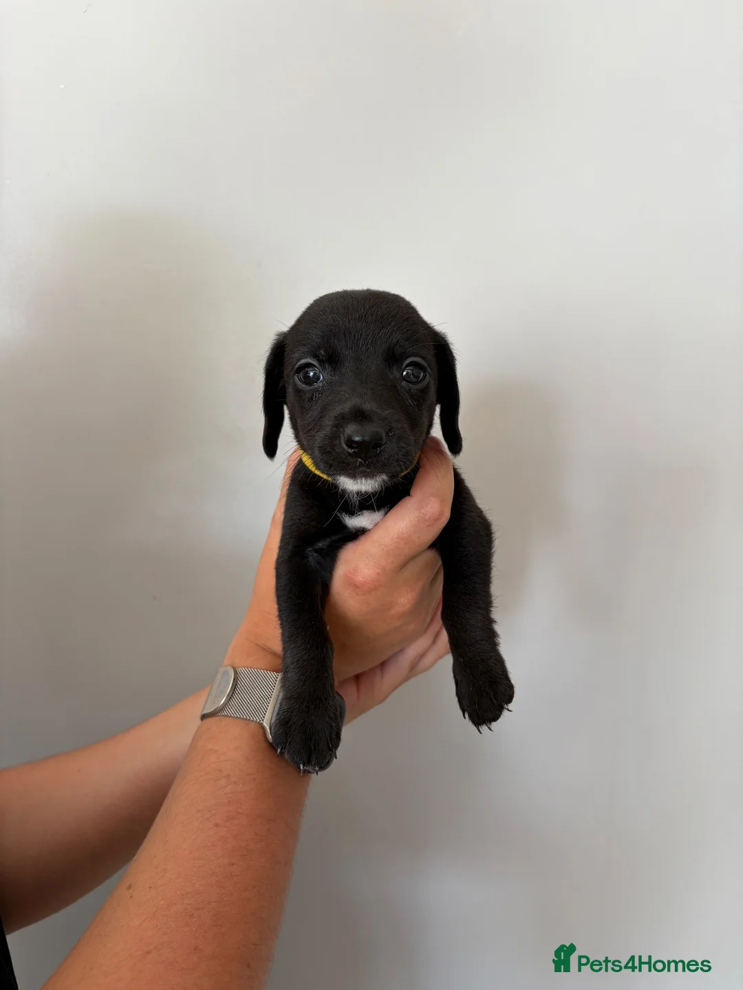Mixed Breed dogs for sale: Miniature dachshund in Billingham - Advert 1