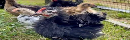 Chickens poultry for sale: Boy frizzle Pekin bantams - Advert 2