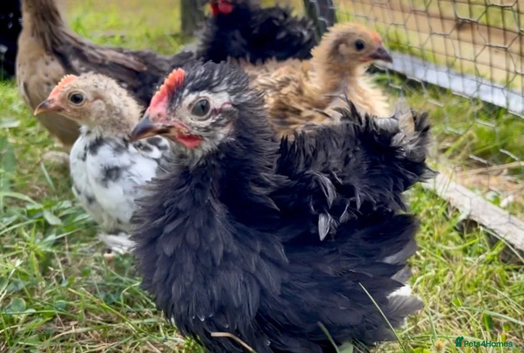Chickens poultry for sale: Boy frizzle Pekin bantams - Advert 2