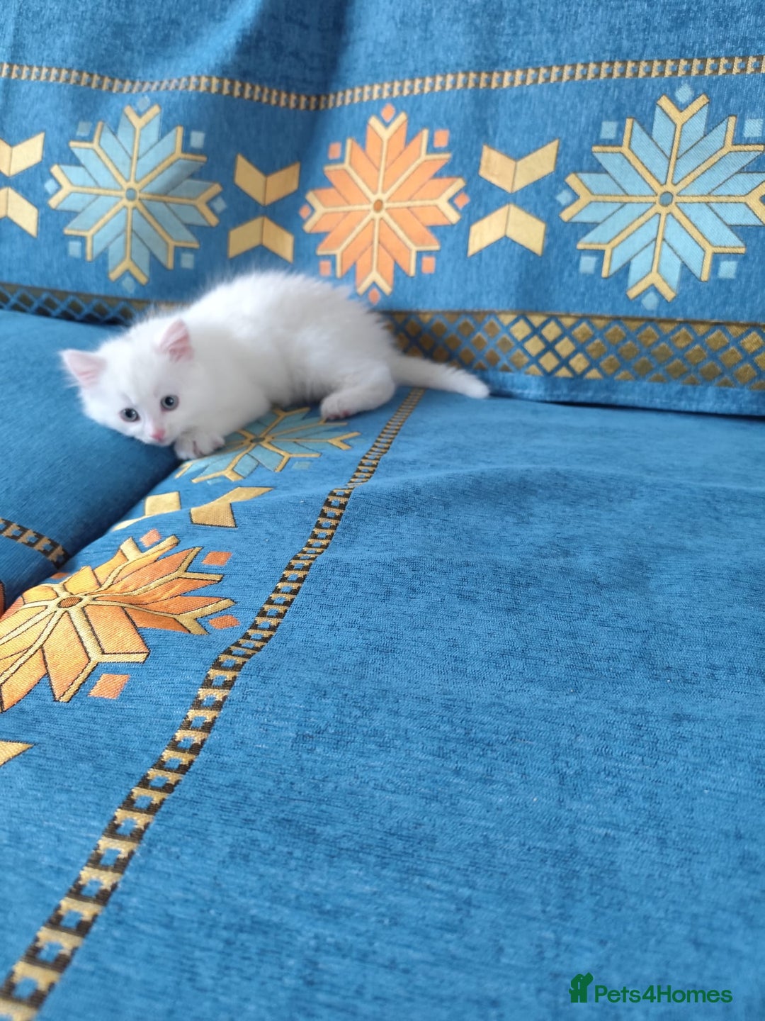 Mixed Breed cats for sale: Beautiful male kitten ready for new home - Advert 5