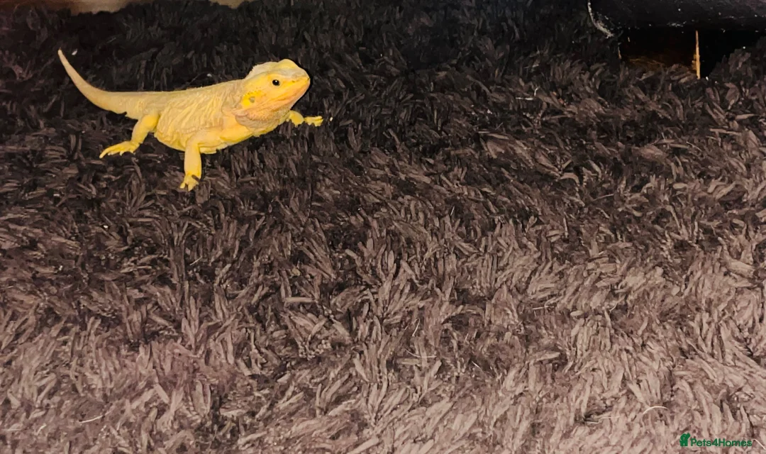 Bearded Dragon reptiles for sale: Male and female beardied with a full set up  - Advert 2