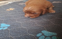 Cockalier dogs for sale: Cockerliers  health tested parents  - Image 19