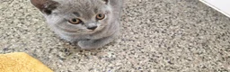 British Shorthair cats for sale: Two beautiful kittens  - Advert 3