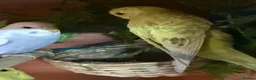 Budgerigars birds for sale: Baby budgies  in Canvey Island - Advert 2