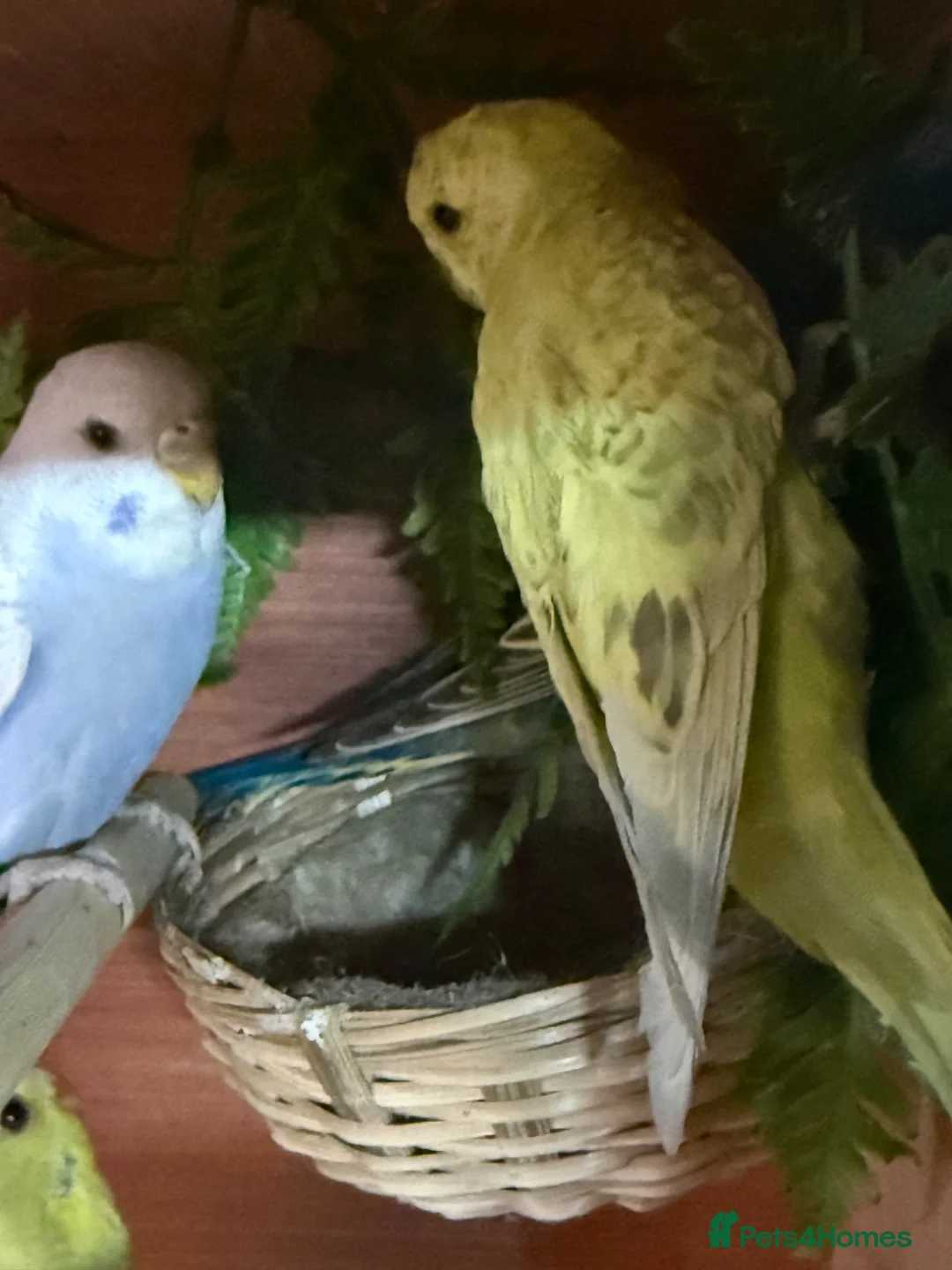 Budgerigars birds for sale: Baby budgies  in Canvey Island - Advert 2