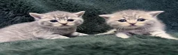 Scottish Fold cats for sale: Scottish striaght kittens registered  - Advert 10