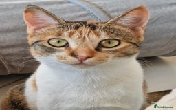 Mixed Breed cats for adoption: Bonded Sisters Lana and Reya 💕 - Image 10