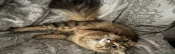 Domestic Shorthair cats for sale: 2 year old cat for rehoming - Advert 11