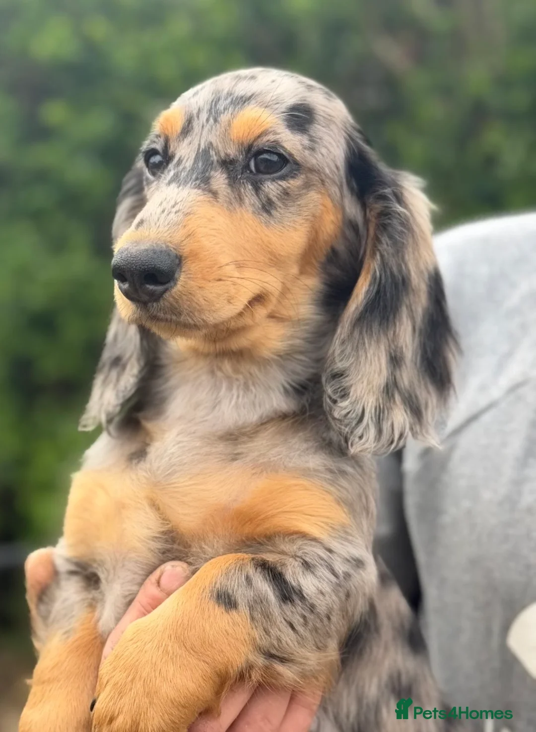 Dachshund dogs for sale: 1 KC Standard Long Haired Dachshund Puppies - Advert 36