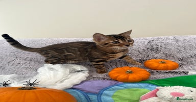 Bengal cats - Advert 6