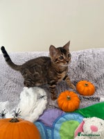 Bengal cats - Advert 4