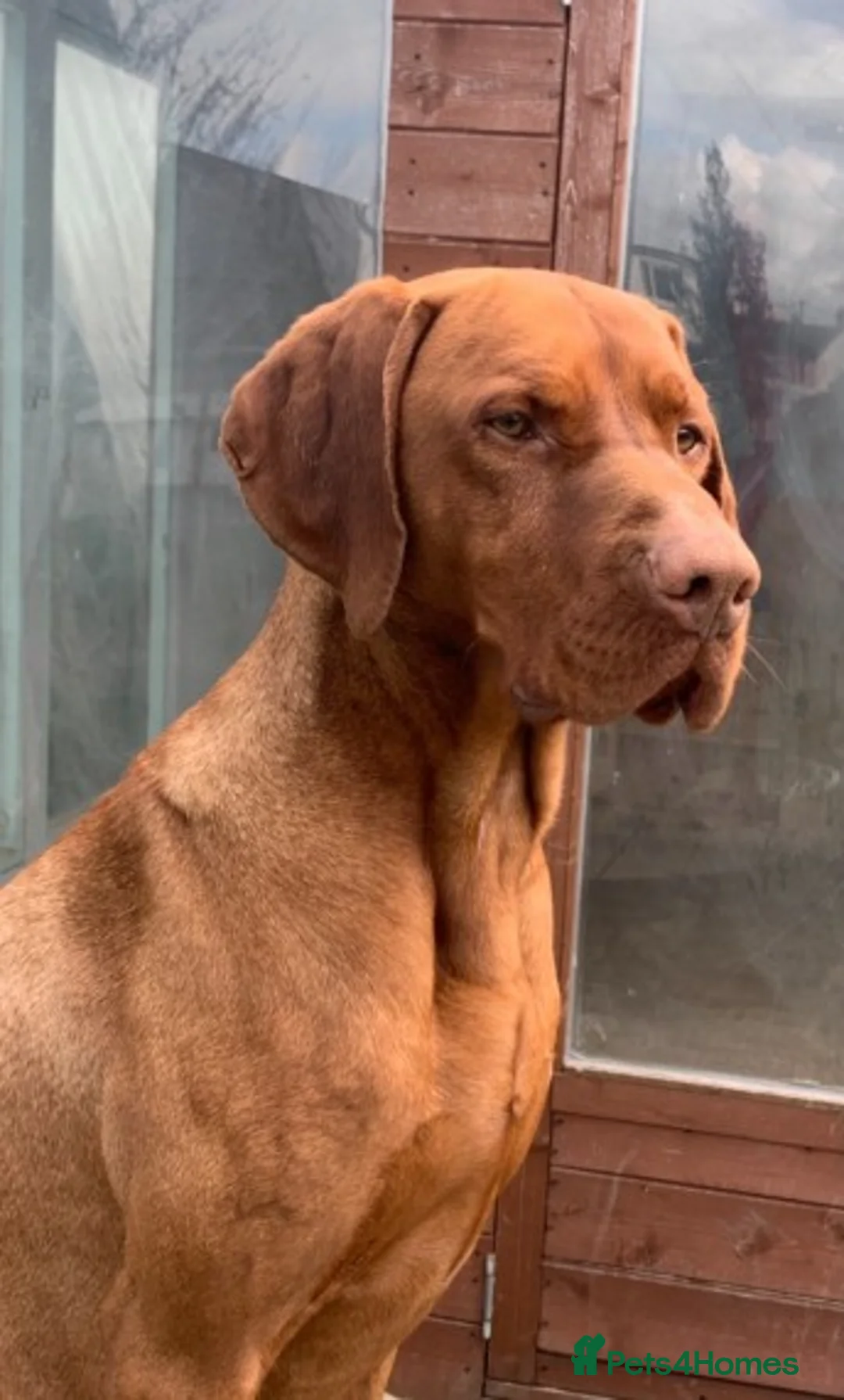 Hungarian Vizsla dogs for stud: Hungarian Vizsla for stud! in Llantwit Major - Advert 3