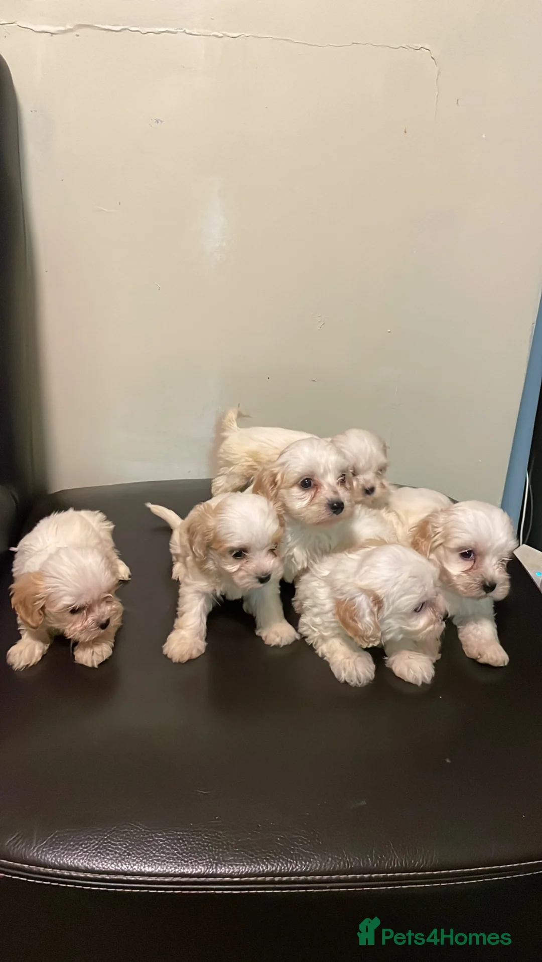 Cavachon dogs for sale: Adorable Cavachon Puppies Ready Soon  - Advert 2