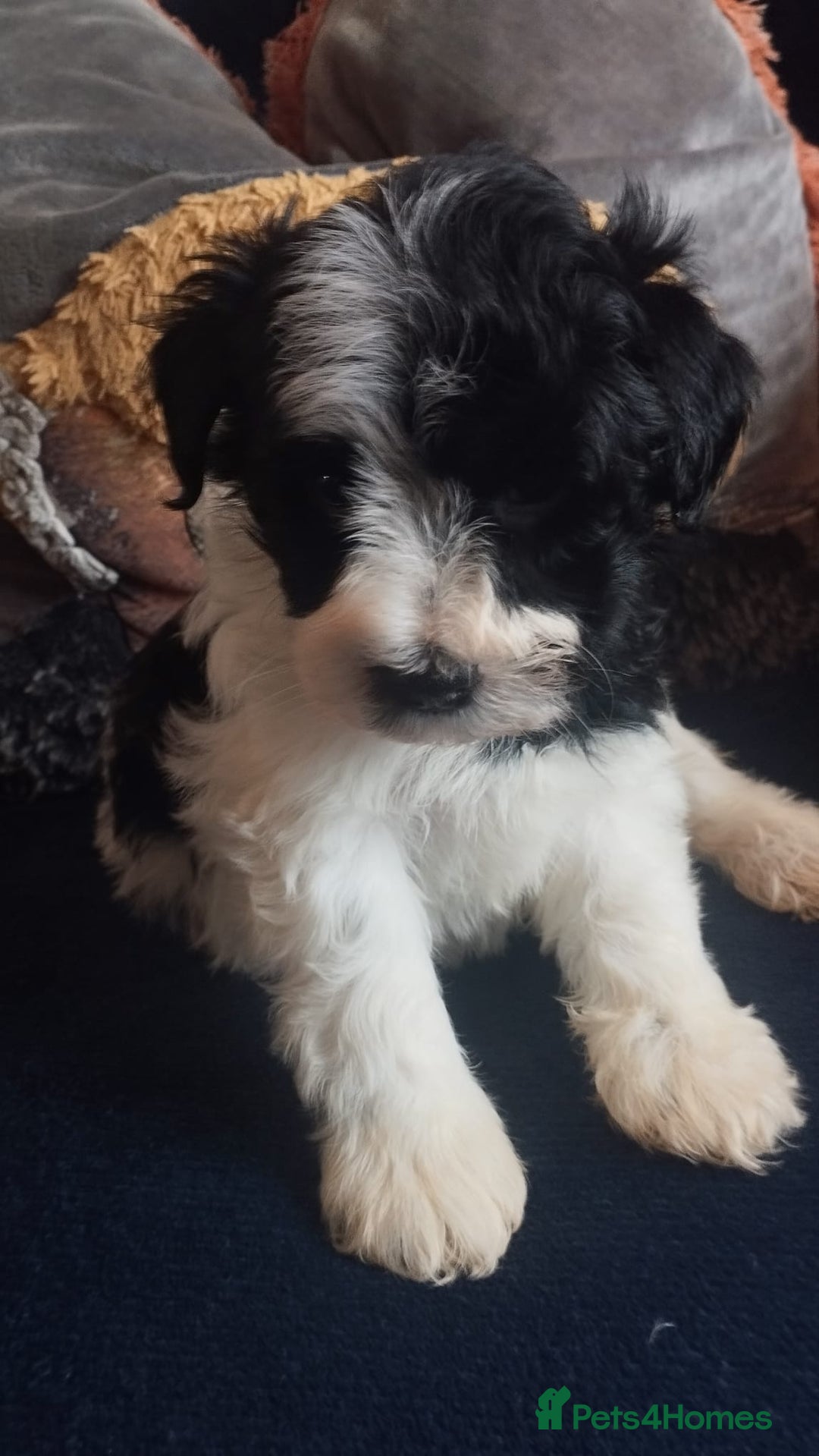 Miniature Schnauzer dogs for sale: LAST BOY - Miniature Schnauzer  - Advert 4