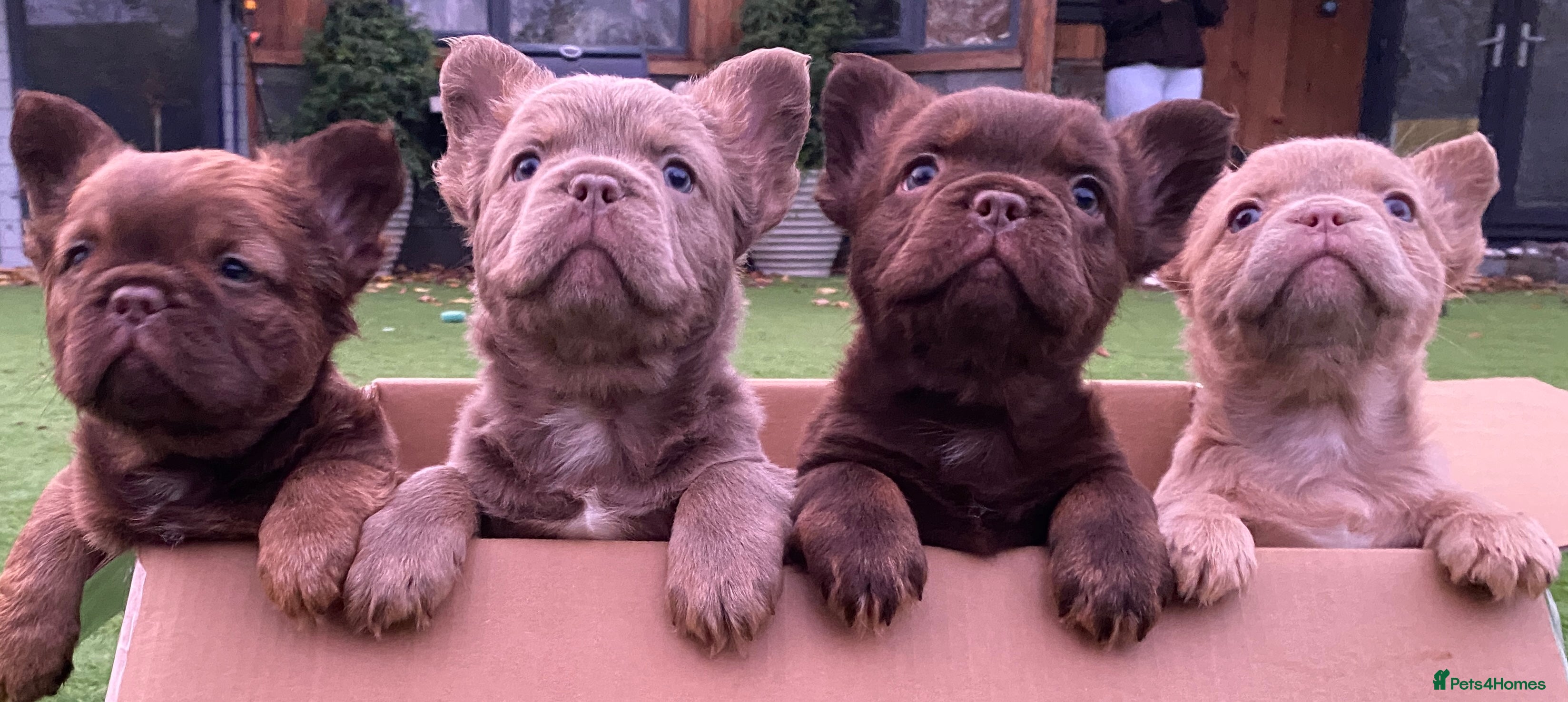 French Bulldog dogs READY TO LEAVE THIS WEEKEND FLUFFY FRENCH BULLDOGS - Advert 5