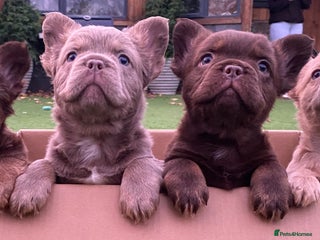 French Bulldog dogs READY TO LEAVE THIS WEEKEND FLUFFY FRENCH BULLDOGS - Advert 1