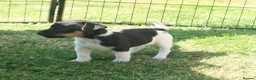 Jack Russell dogs for sale: ⭐ Jack Russell puppies ⭐ - Advert 10