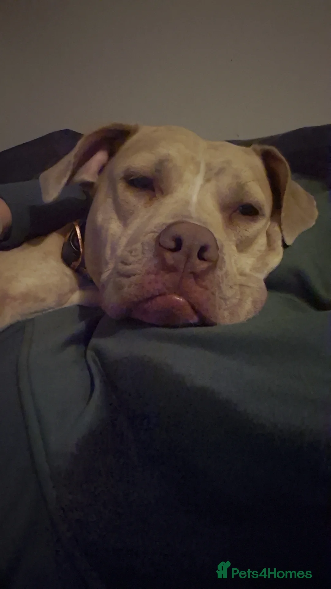 Gallery Image {{count}}