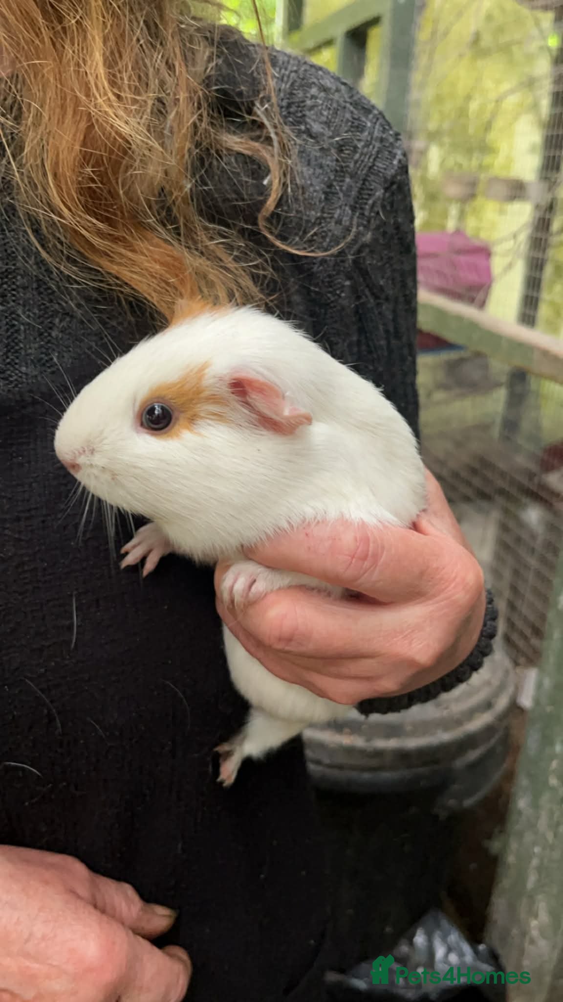 Guinea Pig rodents Guinea pigs  - Advert 8