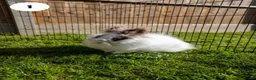 Lionhead rabbits for sale: Lionheads & Minilops - 6 Rabbits Looking for Homes - Advert 4