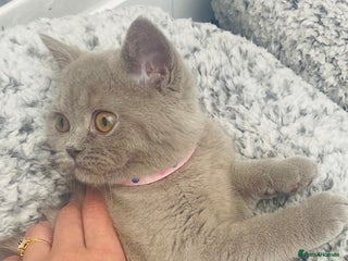 British Shorthair cats LAST Pedigree Chunky Female British Shorthair - Advert 6