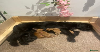 Aussiedoodle dogs - Advert 3