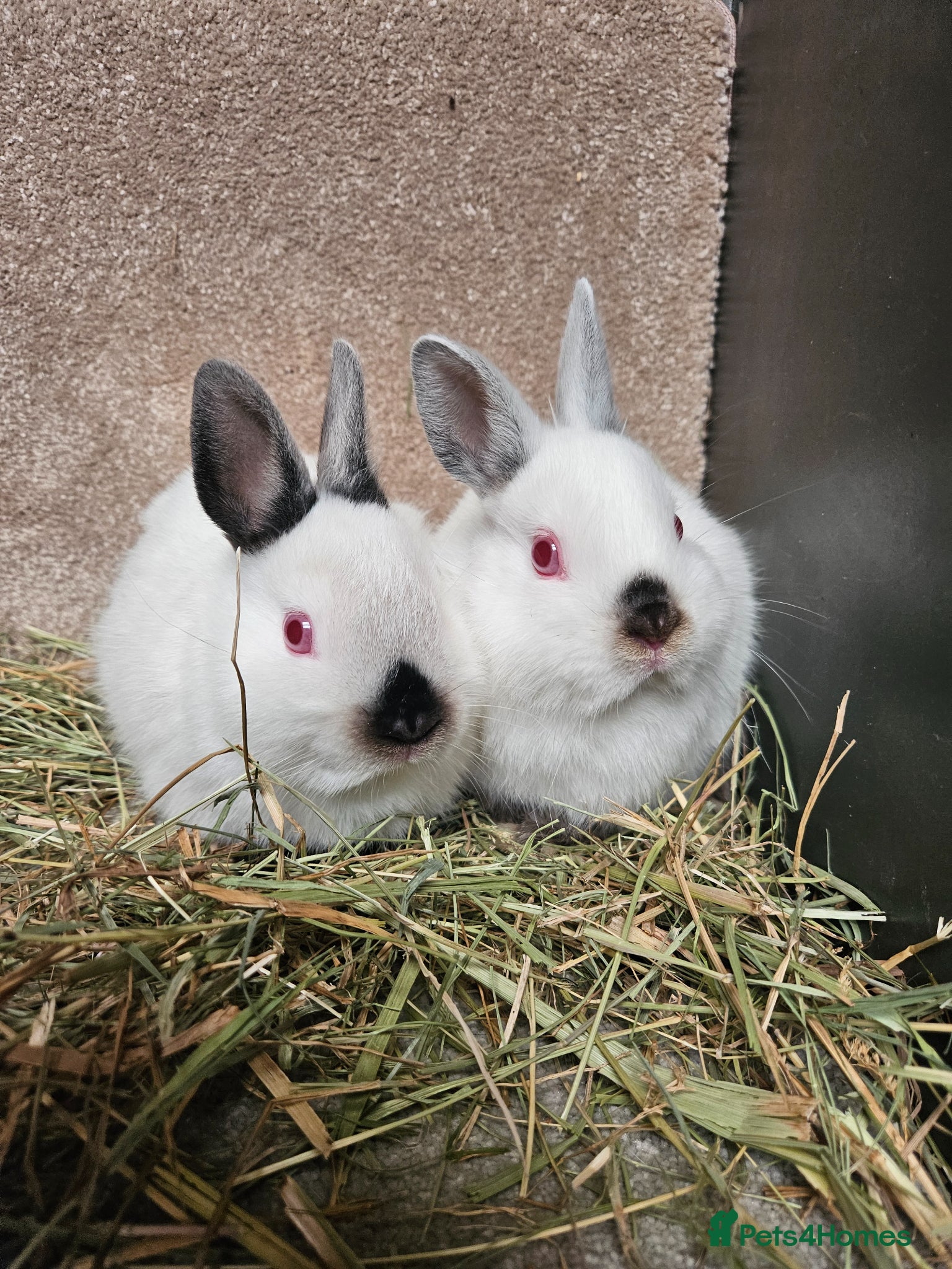 Netherland Dwarf rabbits Pure bred Himalayan Dwarfs - Advert 1