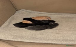 Domestic Shorthair cats for sale: Beautiful mix of kittens  - Image 9
