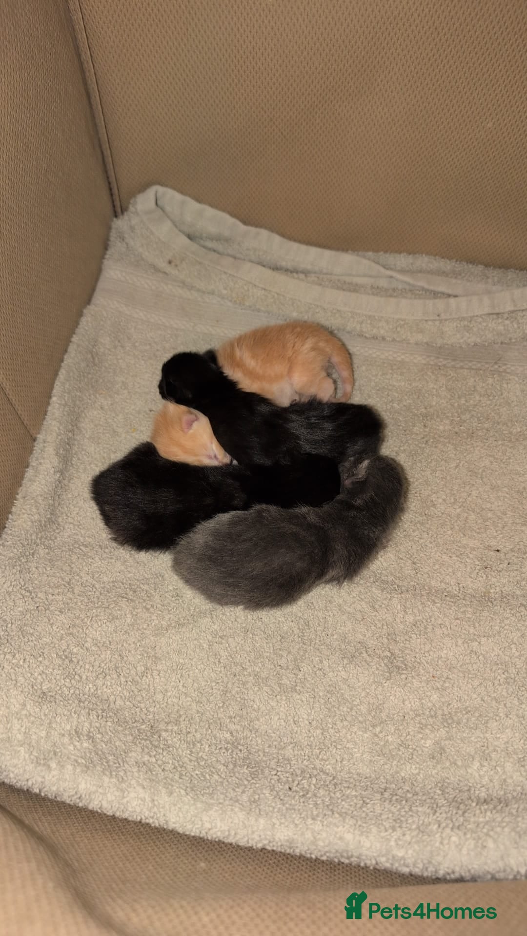 Domestic Shorthair cats for sale: Beautiful mix of kittens  - Image 9