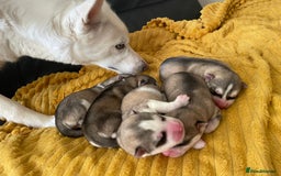Siberian Husky dogs for sale: Siberian Husky puppies ❤️ - Image 23