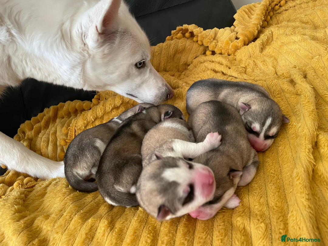 Siberian Husky dogs for sale: Siberian Husky puppies ❤️ - Image 23