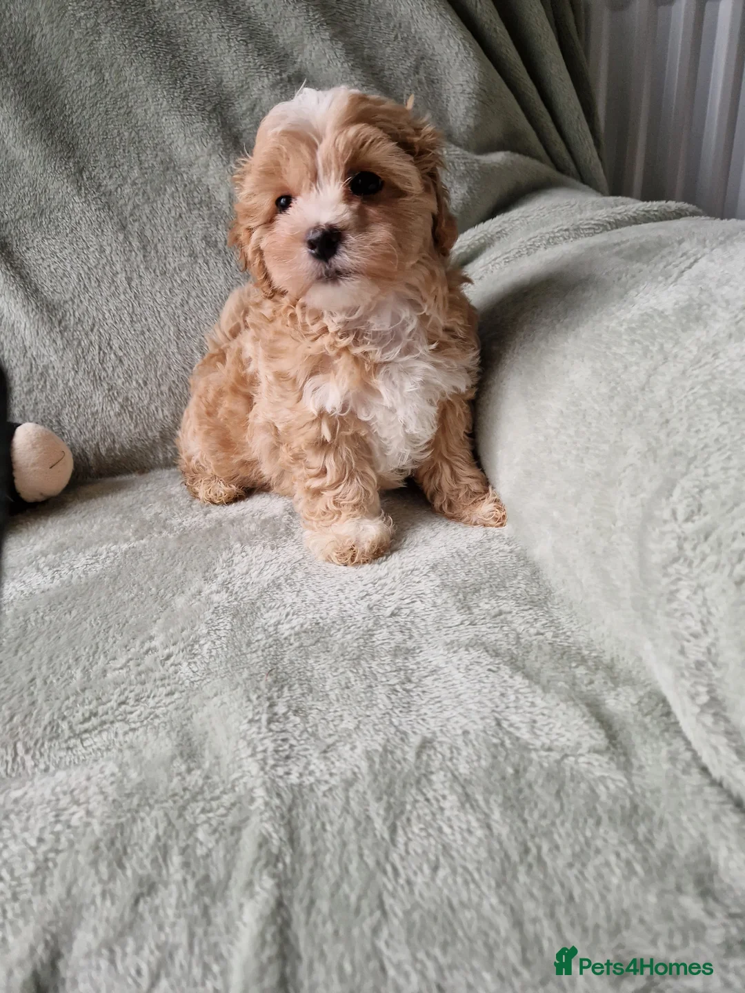 Maltipoo dogs for sale: Absolutely stunning maltipoo puppies  - Advert 5