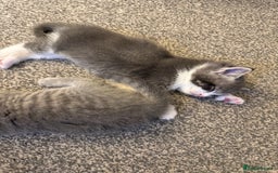 Mixed Breed cats for sale: Two lovely boys - Image 16