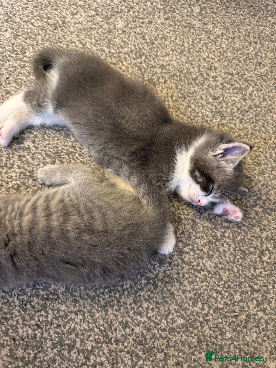 Mixed Breed cats for sale: Two lovely boys - Image 16