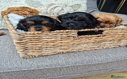 Cavapoo dogs for sale: Cavapoo puppies available from 27.9.25 - Image 2