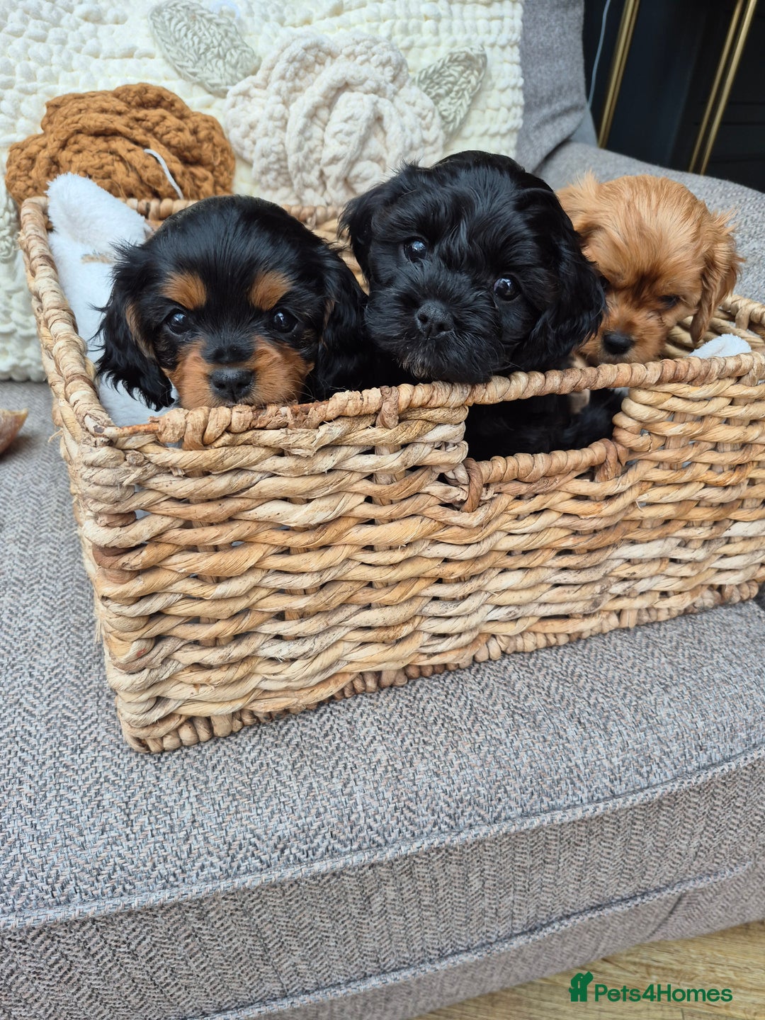 Cavapoo dogs for sale: Cavapoo puppies available from 27.9.25 - Image 2