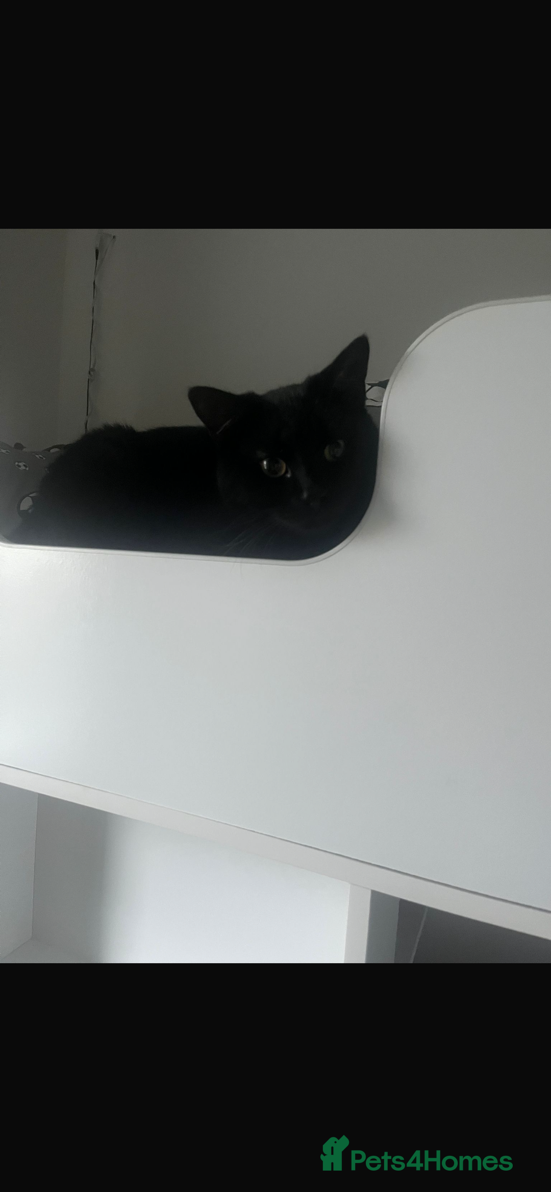 Mixed Breed cats for sale: Cats for sale - Advert 5