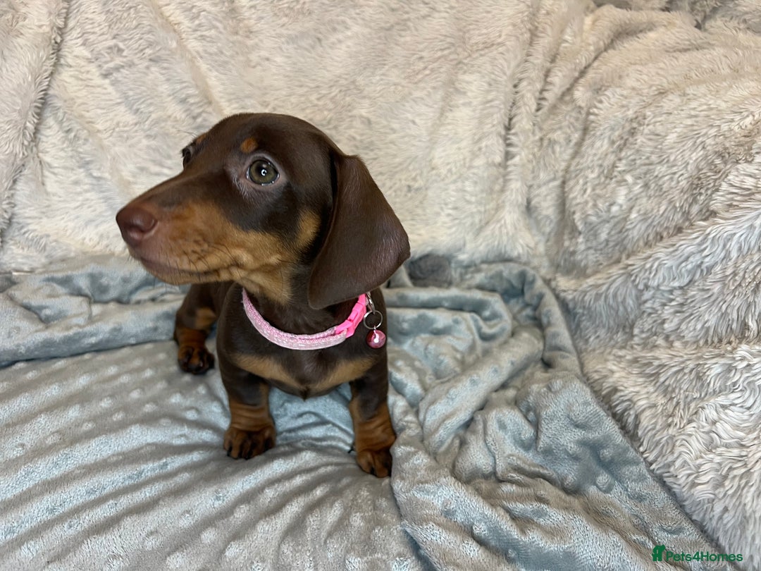 Dachshund dogs for sale: LAST ONE- Dachshund female puppy - last one - Advert 9