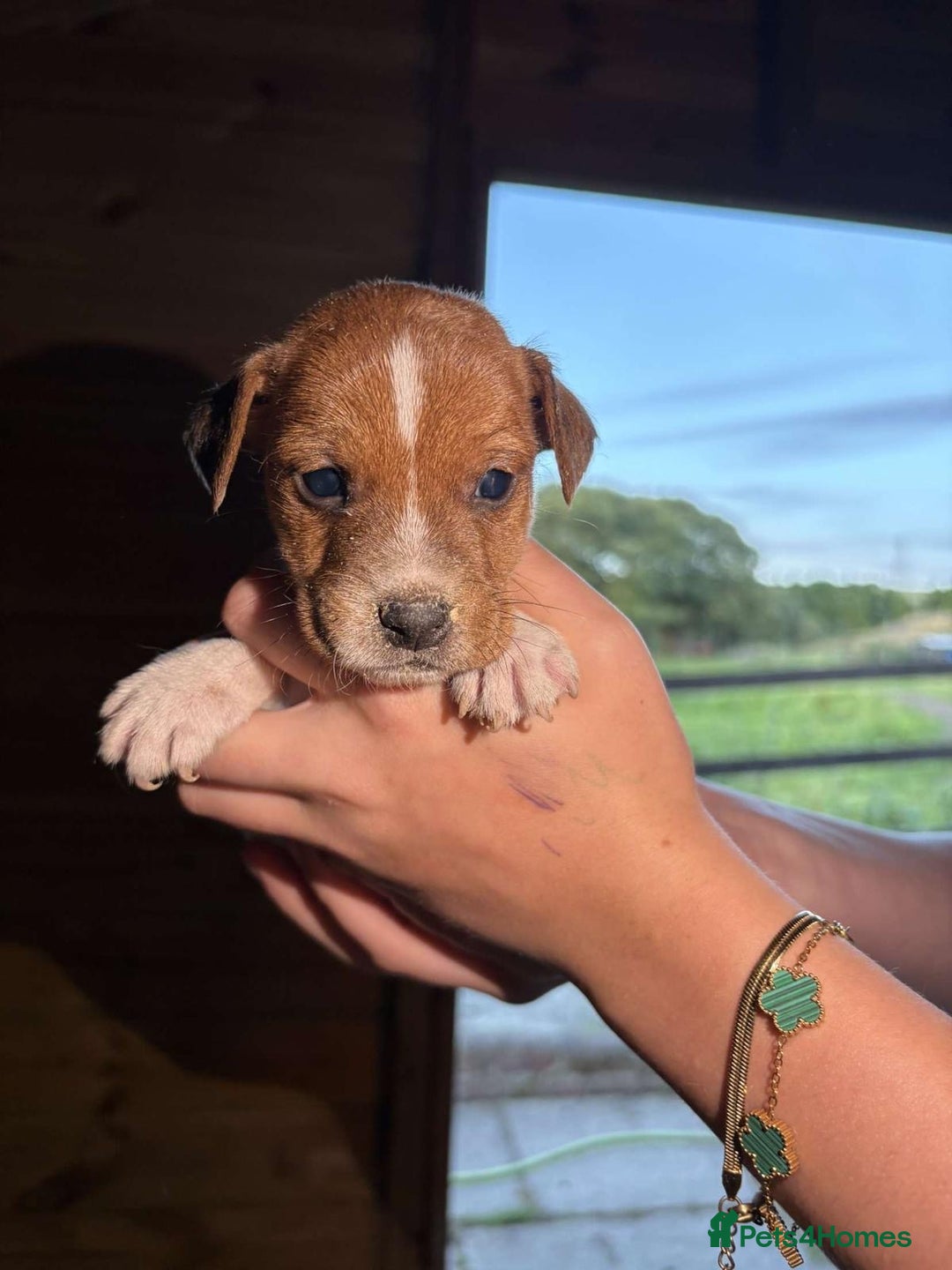 Jack Russell dogs for sale: Jack Russell puppies 5 boys left - Image 35