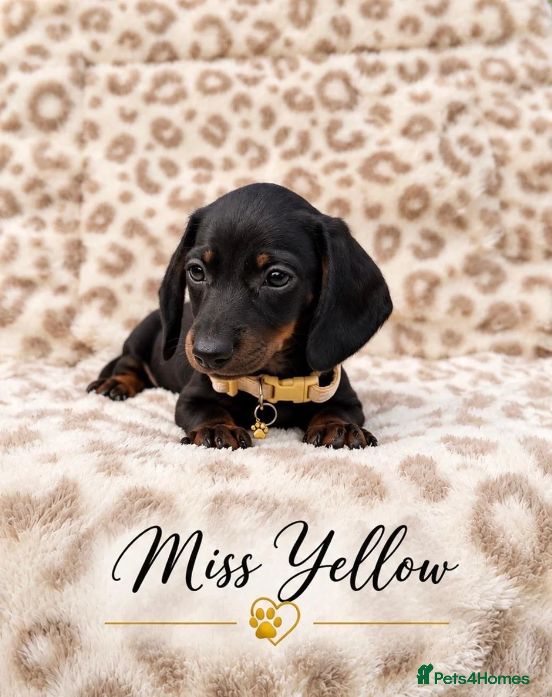 Miniature Dachshund dogs for sale: Blue and tan and Black and Tan Dachshund - Advert 16
