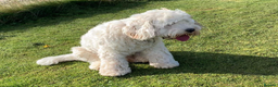 Australian Labradoodle dogs for stud: Miniature Australian Labradoodle (Health Tested) in Alford - Advert 4