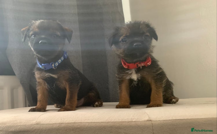 Border Terrier dogs - Advert 4
