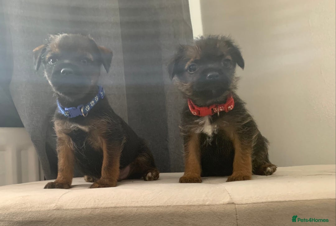 Border Terrier dogs for sale: 6 Beautiful border terrier pups - Image 1