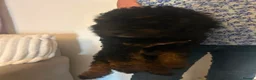 Cockapoo dogs for sale: Beautiful 11 Week Old Cockapoo Puppies Ready - Advert 21