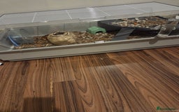Mouse rodents for sale: Two female fancy mice - Image 3