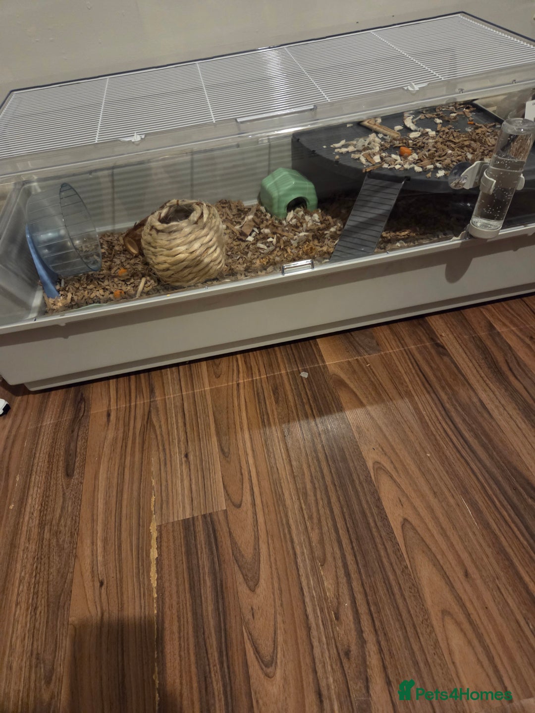 Mouse rodents for sale: Two female fancy mice - Image 3